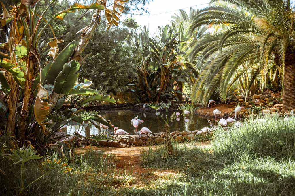 Oasis Park Fuerteventura